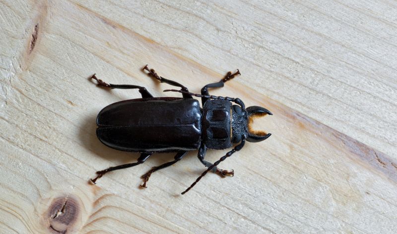 Chigger Extermination