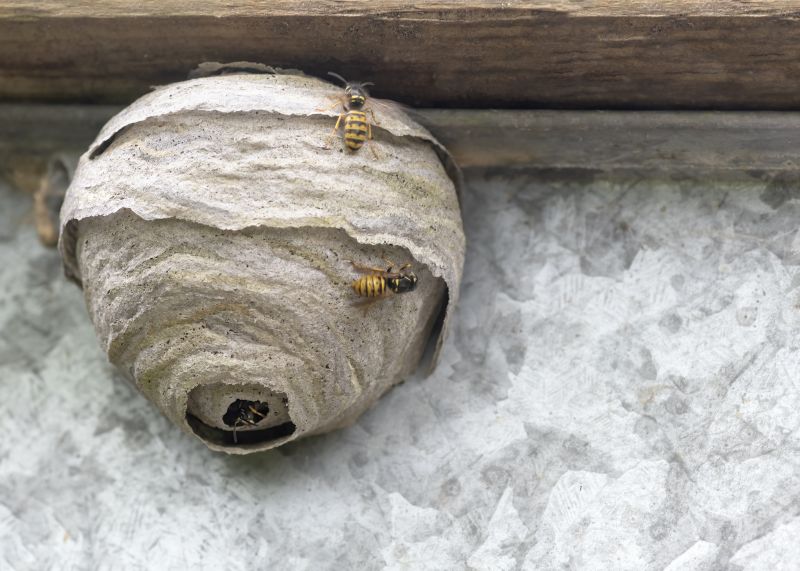 Commercial Wasps Control