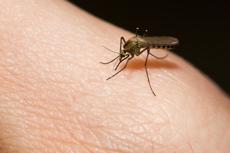 Fly And Mosquito Control Strategies