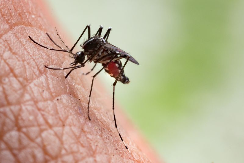 Fly And Mosquito Prevention Tips For Properties