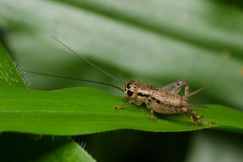 Cricket Removal Service detail