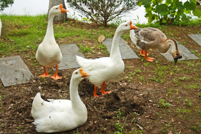 Geese Control Service