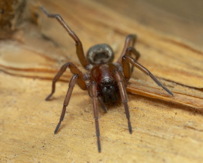 Mouse Spider Extermination