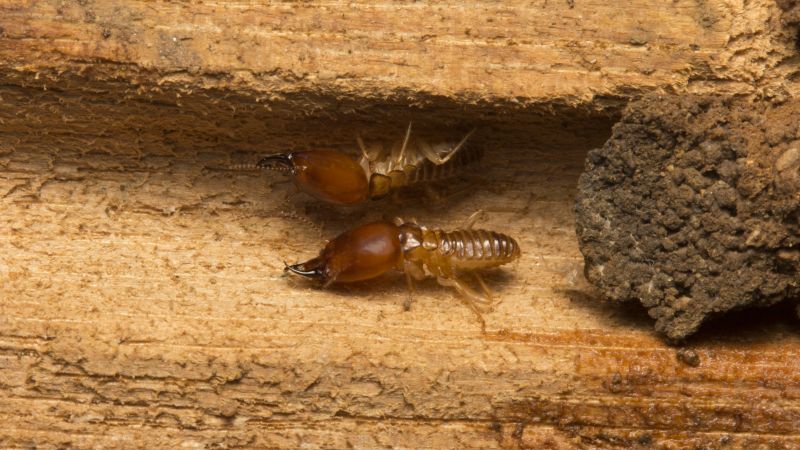 Termite Inspection and Treatment