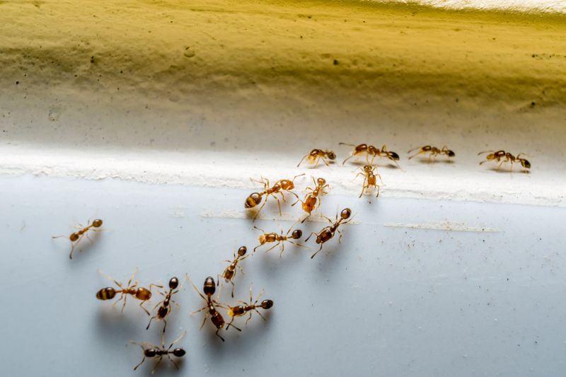 Signs You Have An Ant Problem Before It Gets Out Of Control